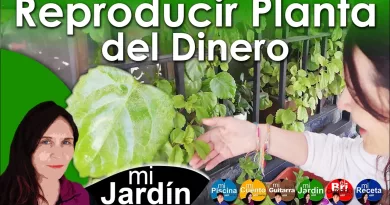 Reproduce la Planta del Dinero como un Profesional