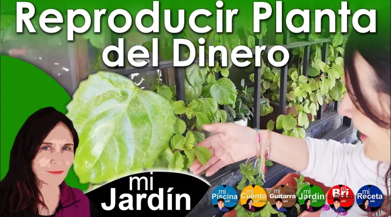 Reproduce la Planta del Dinero como un Profesional